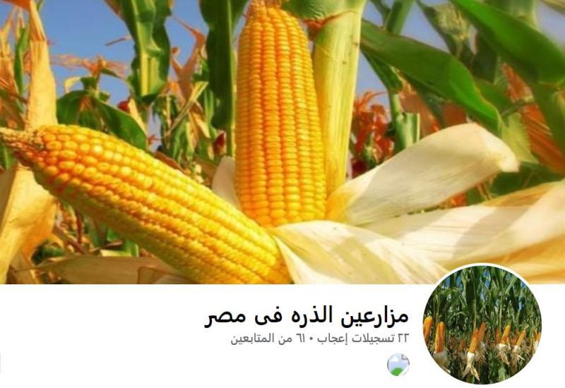 مزارعو الذرة بين التحديات الاقتصادية وتأثير قرار استخدام سكر القصب