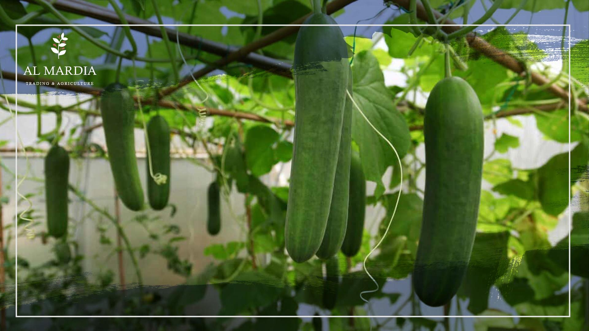 استخدام العبوات والمواد المناسبة لتمديد عمر الخيار
