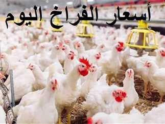 أسعار الفراخ والبيض في الأسواق المحلية بالشرقية