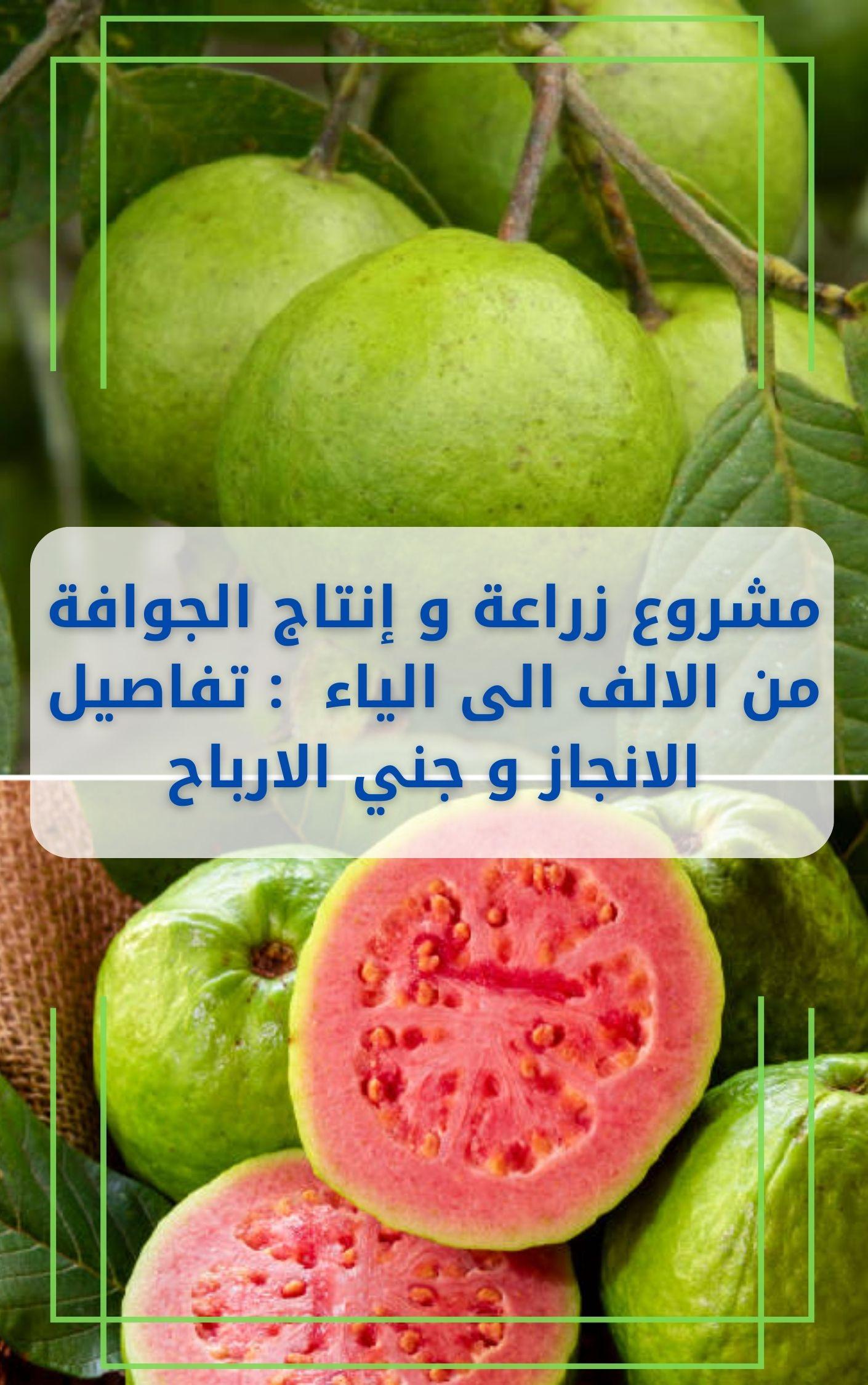 اختيار مكونات الجوافة المثالية لتعزيز القيمة الغذائية والنكهة