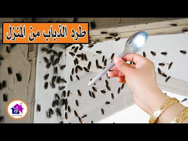 نصائح للحفاظ على بيئة خالية من الذباب باستخدام الوسائل الطبيعية