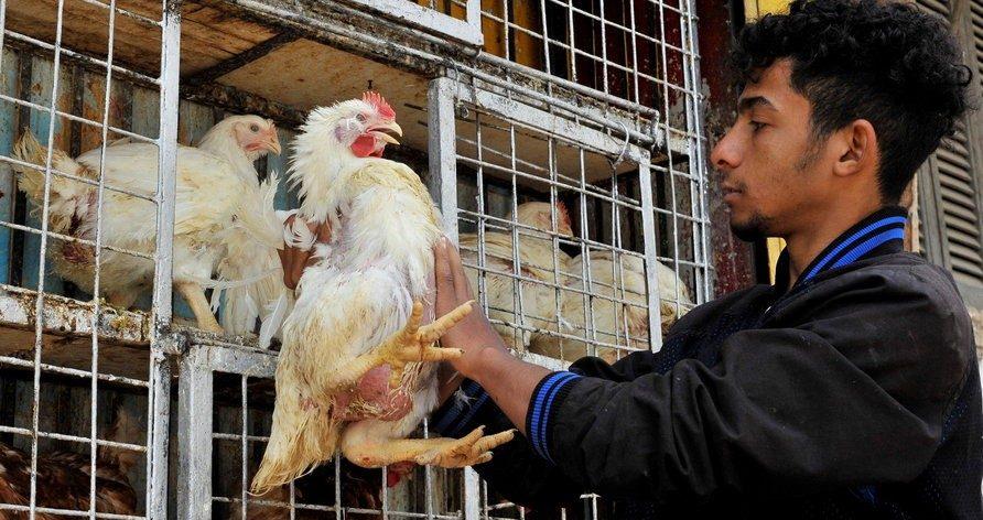 سوق الدواجن البيضاء وتحليل الأسعار الحالية