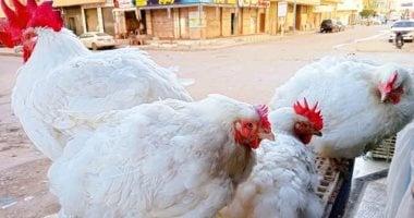 أسعار الفراخ والبيض في أسواق الشرقية اليوم الأحد ٣١ أغسطس ٢٠٢٥