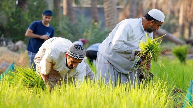 دور الدعم الحكومي في تحفيز الإنتاج الزراعي وتحقيق الاستدامة