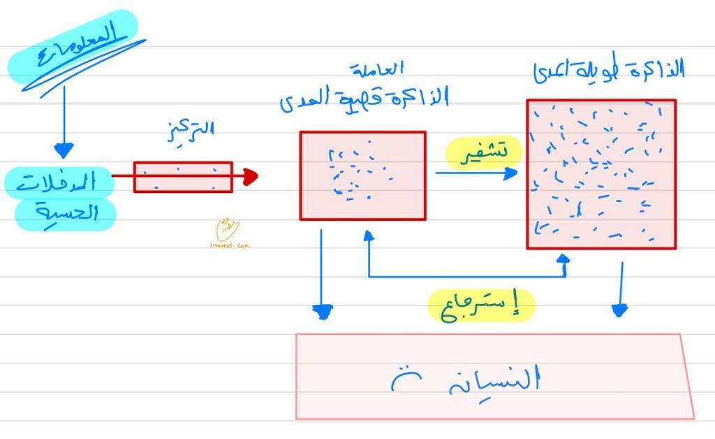 نصائح عملية لتعزيز الذاكرة والمحافظة على صحة الدماغ