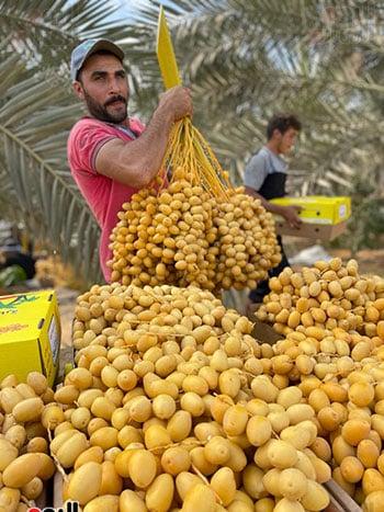 نصائح لاختيار البلح البرحي عالي الجودة وتحضيره بطرق صحية ومبتكرة