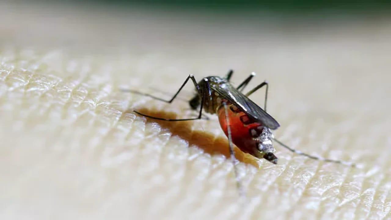 طفرة فيروس شيكونجونيا وأثرها على الصحة العالمية