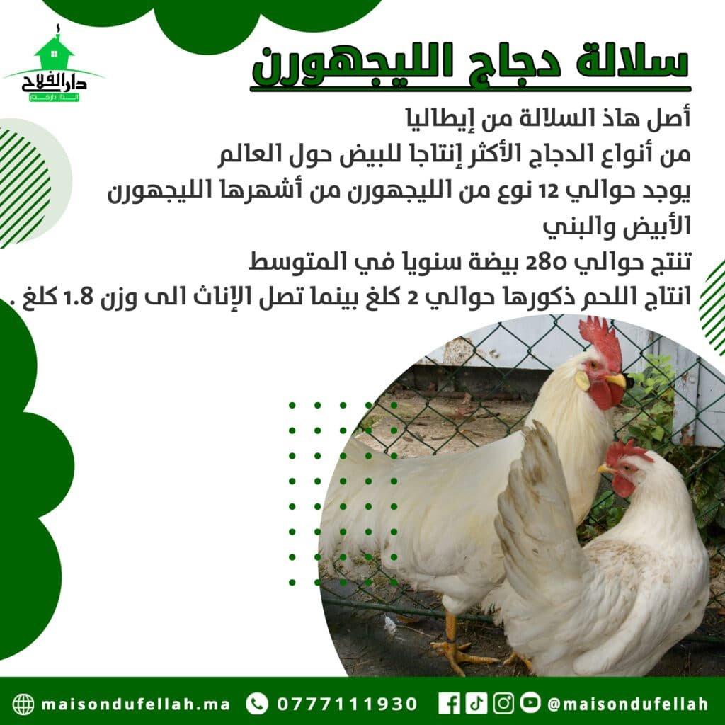 كيفية اختيار أفضل أنواع الدواجن والبيض وفق سعر الجودة