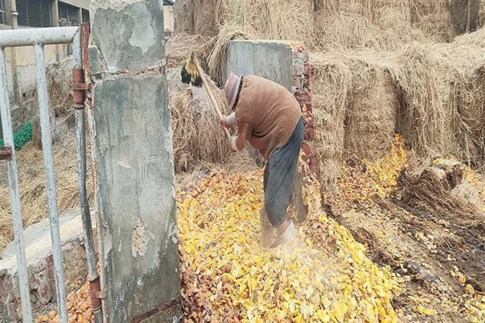 تأثير مخلفات البرتقال على صحة وإنتاجية الحيوانات