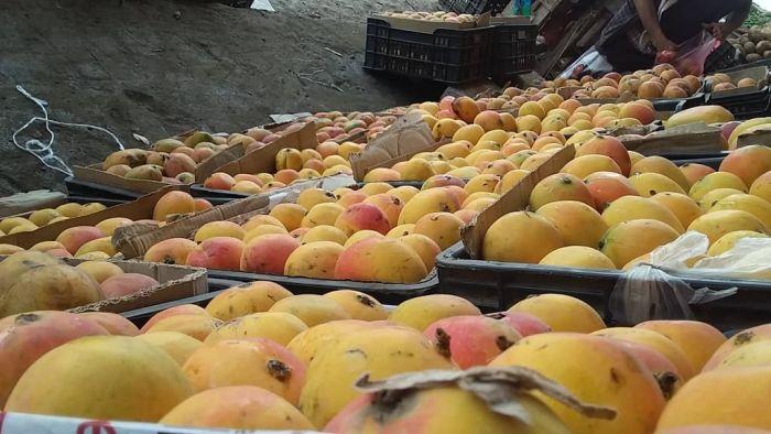أسعار المانجو والموز والفاكهة في الأسواق المحلية اليوم