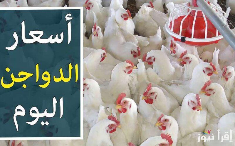 العوامل المؤثرة في ارتفاع أسعار الدواجن