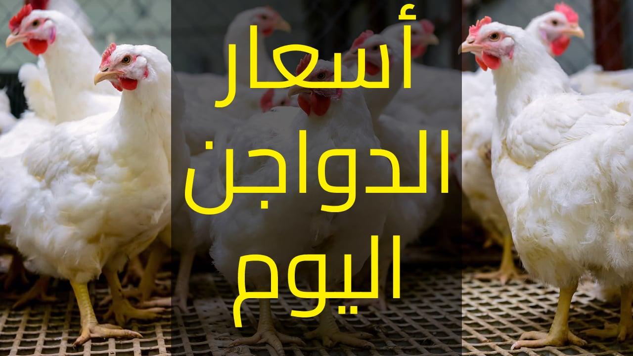 تحليل عوامل انخفاض سعر الفراخ إلى أقل من 75 جنيهاً
