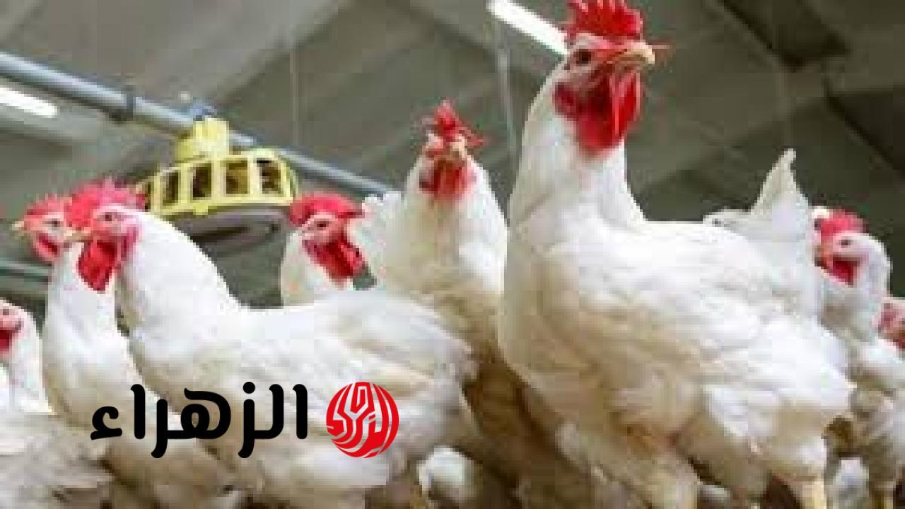 العوامل المؤثرة على حركة أسعار الفراخ والبيض في أغسطس 2025