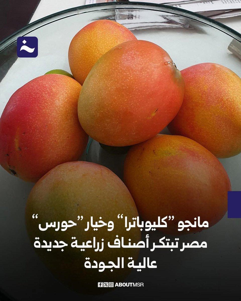 كليوباترا صنف جديد من المانجو يعزز التنوع الزراعي في مصر