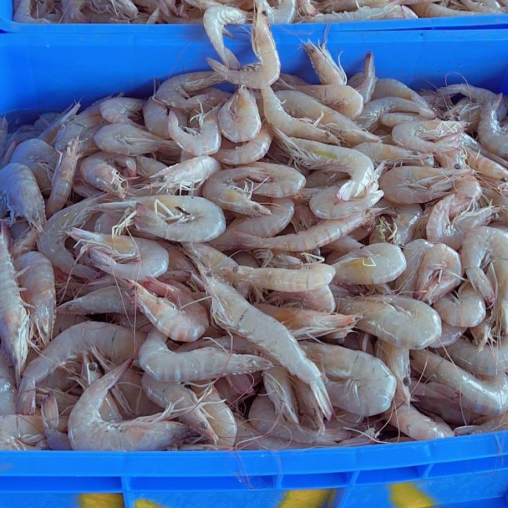 كيفية التمييز بين الروبيان الطازج والفاسد بناءً على المظهر والرائحة