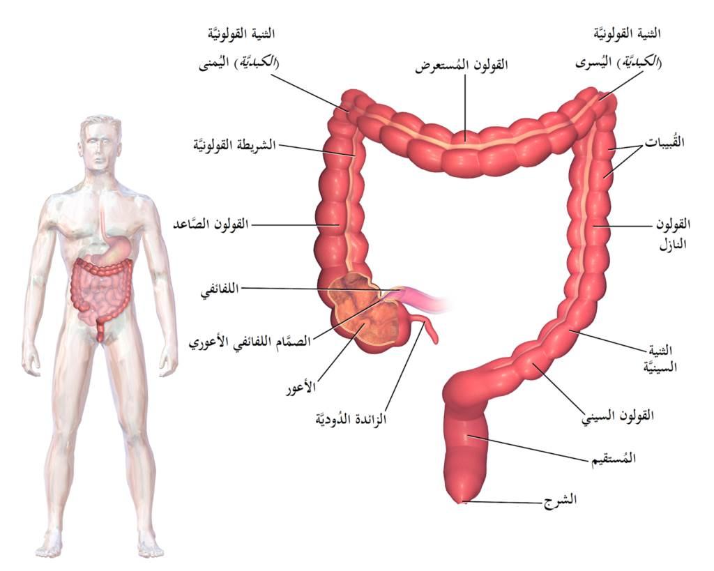 كيفية التفريق بين أعراض اضطرابات القولون وحساسية اللاكتوز