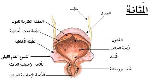 مخاطر تأجيل التبول وتأثيرها على صحة المثانة