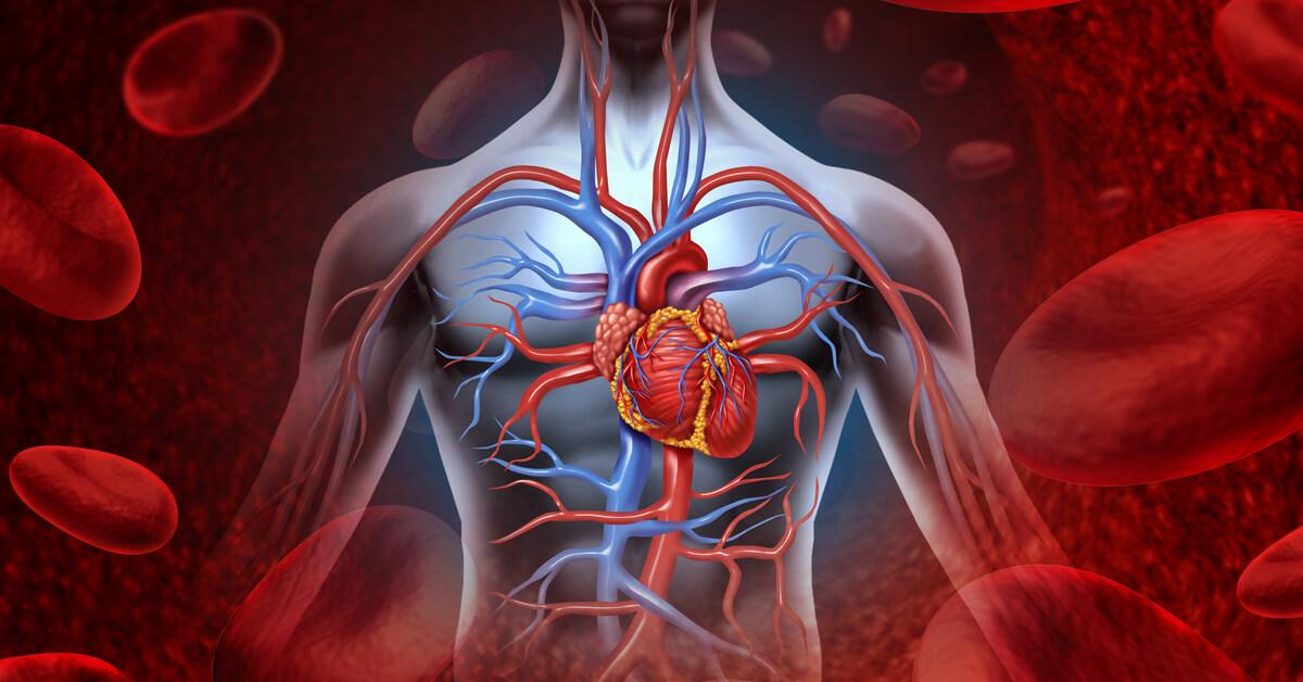 أسباب هبوط الدورة الدموية وتأثيرها على الجسم