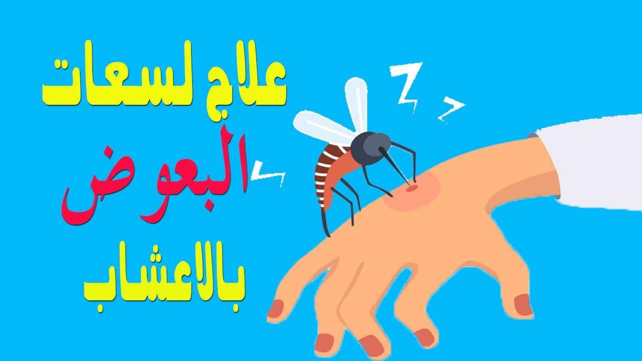 نصائح للحفاظ على صحة البشرة بعد التعرض للدغ الناموس باستخدام الأعشاب الطبيعية