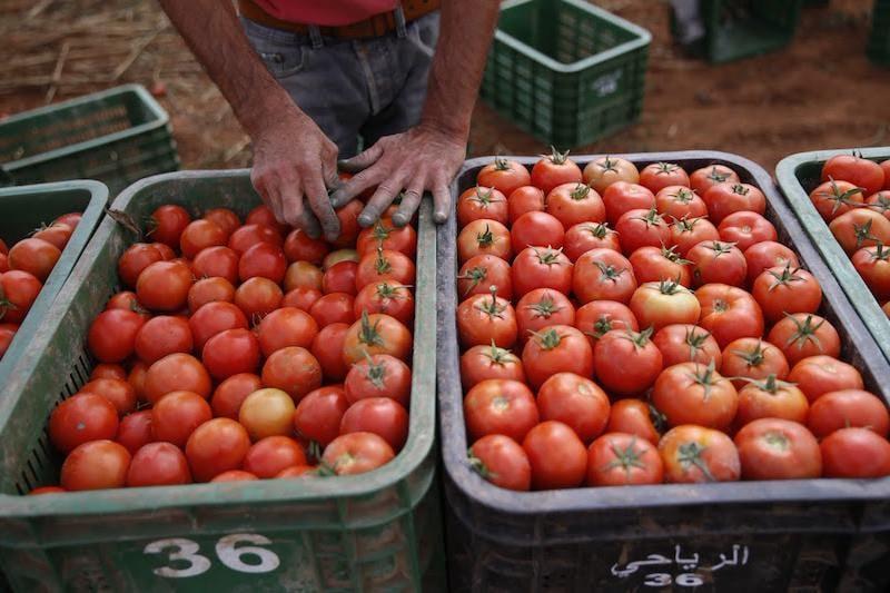 تحليل شامل لحركة أسعار الخضروات وتأثير العوامل المناخية والاقتصادية