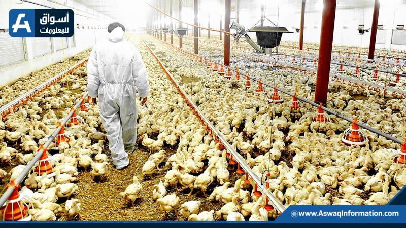 مقارنة بين أسعار الدواجن في المزرعة والأسواق الحضرية