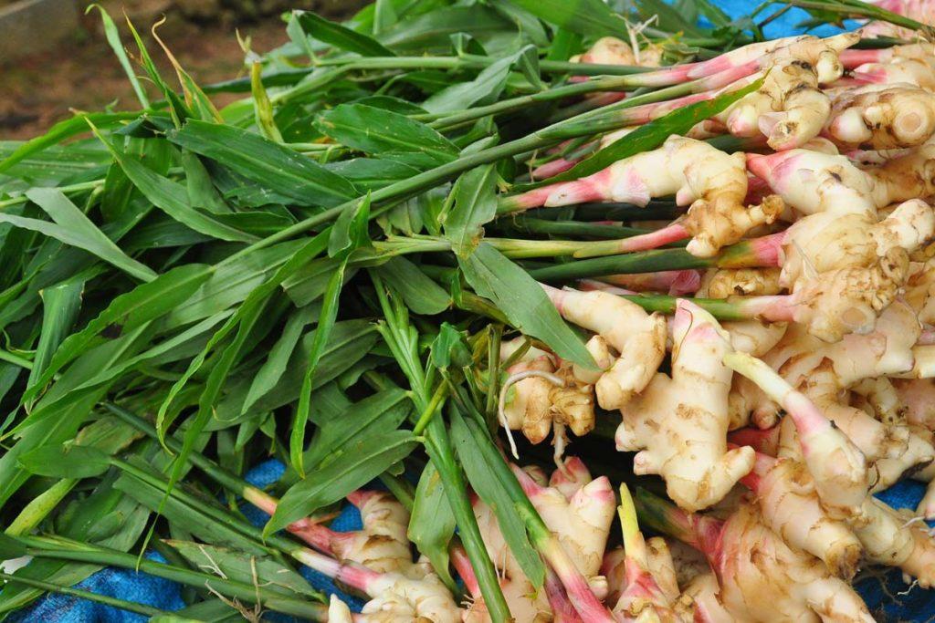 مركبات الزنجبيل الفعالة ودورها في مكافحة الالتهابات