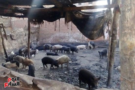 التحقيقات الأمنية تكشف ملابسات الاعتداء بالجنزير في الجيزة