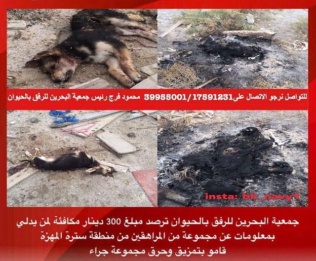 بلاغ الأهالي ودورهم الحيوي في حماية الحيوانات المشردة