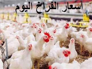 أسعار الفراخ وأسعار البيض في أسواق الأقصر اليوم الإثنين