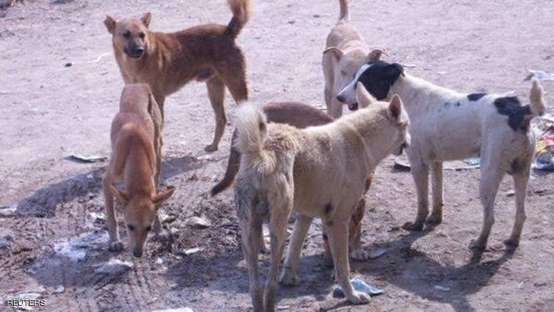 أسباب انتشار الكلاب الضالة وتأثيرها على السلامة العامة