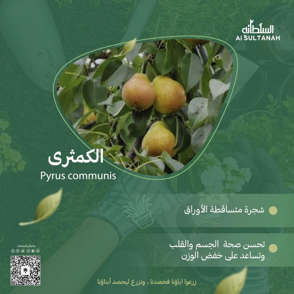 أفضل الطرق لاستهلاك الكمثرى للحصول على فوائدها الصحية