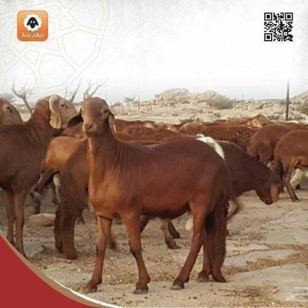 شروط صحة النذر وأثرها على جواز الأكل من الذبيحة